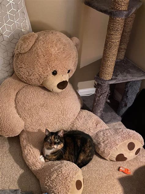she loves her teddy r cats