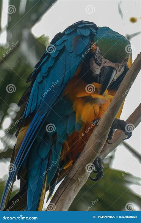 Ara Ararauna On The Branch Blue And Yellow Macaw Sitting On A Tree