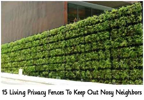 15 Living Privacy Fences To Keep Out Nosy Neighbors Lil Moo Creations