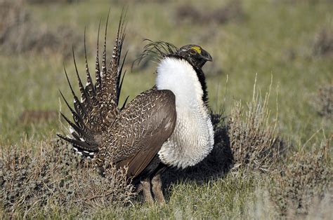 US Rejects Protections For Greater Sage Grouse Across West | KNKX