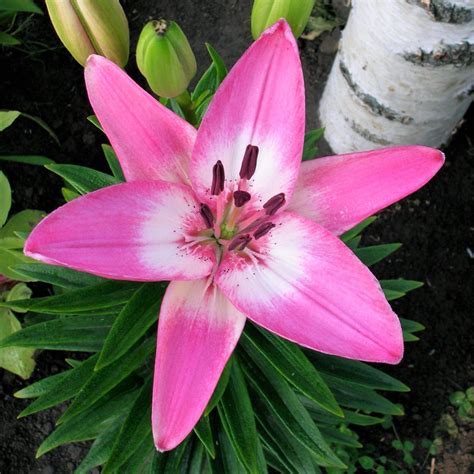 Fragrant Asiatic Lily La Hybrid Bulbs For Sale Online Arbatax Easy