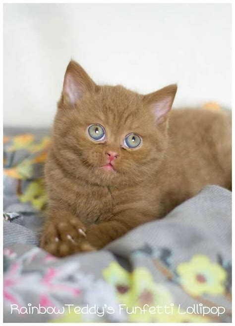 Cinnamon British Shorthair Kitten Cute Cats And Kittens Cats