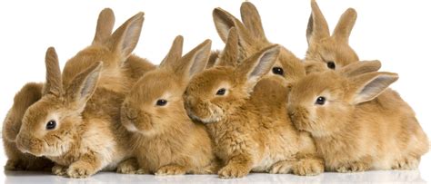 Cute Bunnies 4k Wallpapers Wallpaper Cave