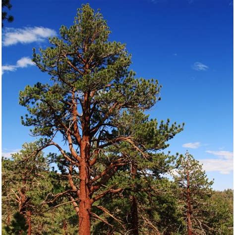 Ponderosa Pine Tree Buy At Nature Hills Nursery