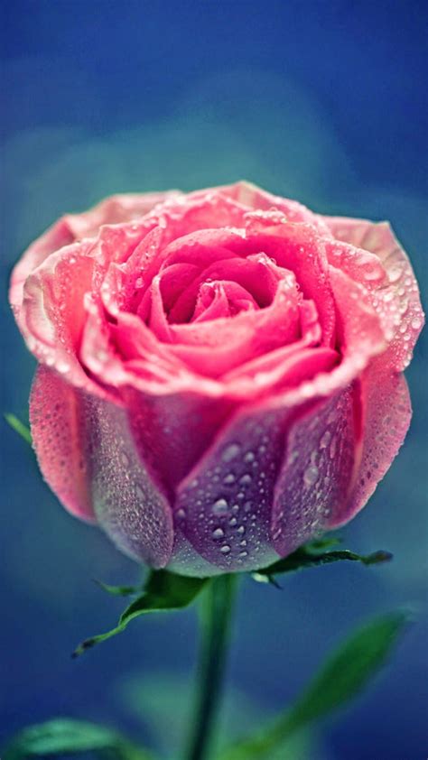Roses belong to the family of plants called rosaceae. Pink Rose Backgrounds ·① WallpaperTag