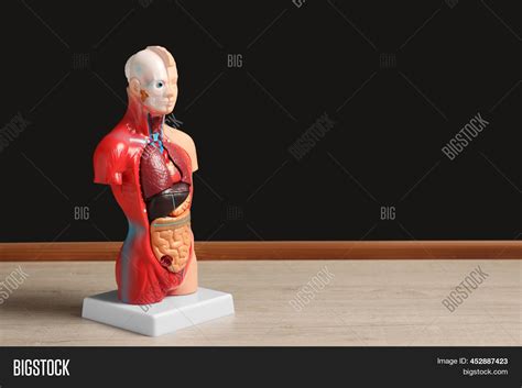 Human Anatomy Image And Photo Free Trial Bigstock