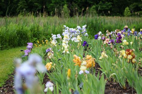 The Iris Garden At The Mn Landscape Arboretum