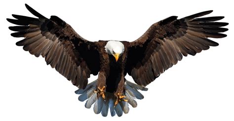 Bald Eagle Png Image Png All Png All