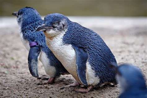 Little Penguin Animal Wildlife