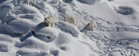 A Secret Polar Bear Population Has Been Found In An Impossible