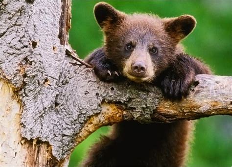 A Compilation Of Cute Baby Bears Wow Amazing