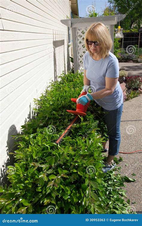 Woman Trimming Bushes Stock Photos Image