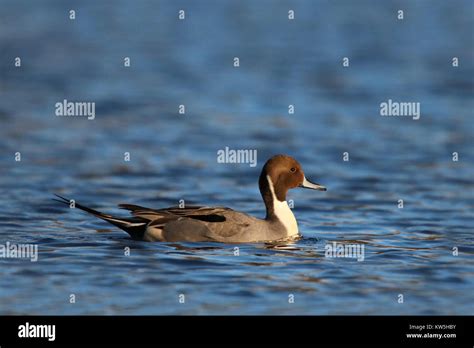 Northern Pintail Duck Hi Res Stock Photography And Images Alamy