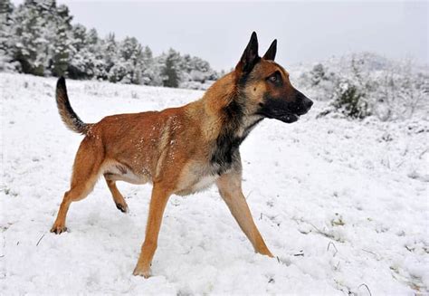 Top 20 Dog Breed Similar To German Shepherd