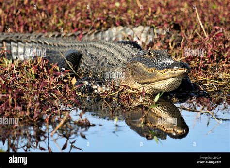 North American Alligator Habitat Hi Res Stock Photography And Images