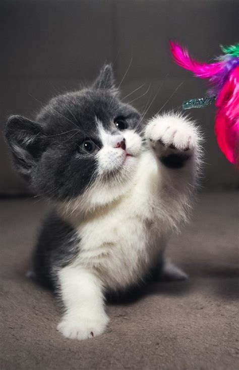 Papéis De Parede Para Celular De Gatos Cute Cats Photos Kittens