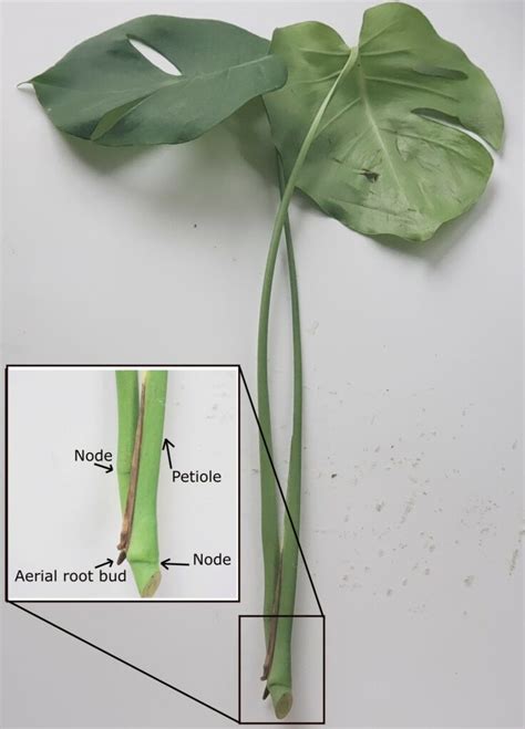 How To Propagate Monstera Step By Step Guide With Pictures