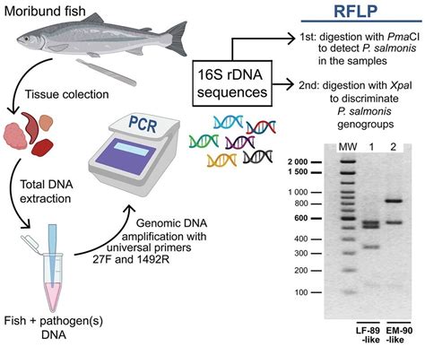 PCR RFLP detección de Piscirickettsia en cinco horas y a bajo costo SalmonExpert cl