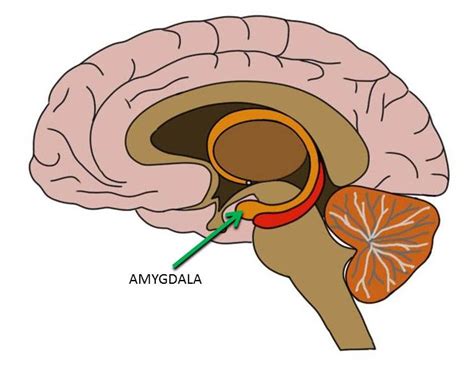 Know Your Brain Amygdala — Neuroscientifically Challenged
