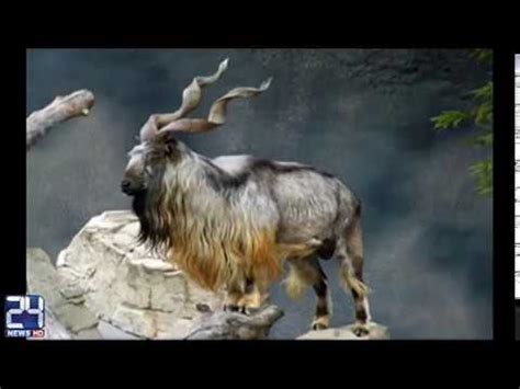 They haven't any fear during prey and jump from the peak of the mountain to the base. National Animal of Pakistan 'Markhor' in Danger - YouTube