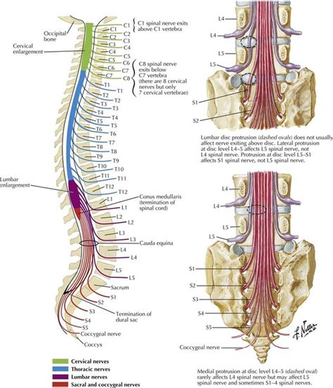 Spinal Nerve Spinal Cord Vertebral Column Nerve Root Anatomy My Xxx Hot Girl