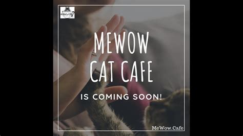 Mewow Cat Cafe Opening Youtube