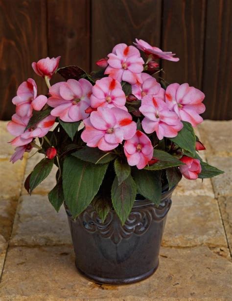 Impatiens Pink Candy From Wallish Greenhouses