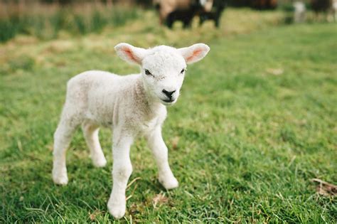 Cute Baby Lamb Standing In A Field By Suzi Marshall