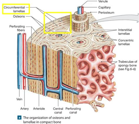 Print Chapter 6: Osseous Tissue and Bone Structure flashcards | Easy