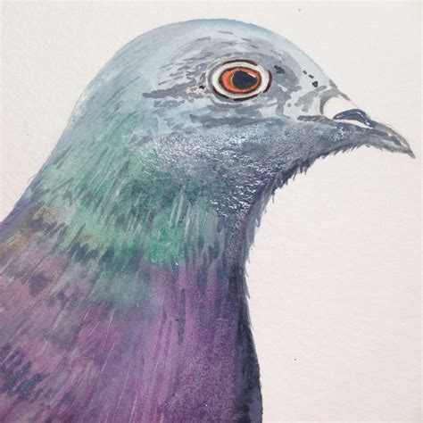 My Study Of A Pigeon Watercolour Painting Drawings Sketches