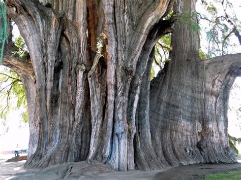 Top 10 Largest Trees In The World Article Lists 10 Largest Known Tree