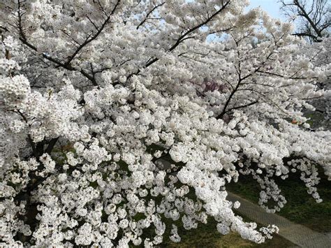Beautiful White Cherry Blossom Flowering Tree At Its Peak Bloom Stock