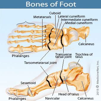 This article explores the various causes of a bump on the bottom of the foot and how a person can treat each cause. Foot Pain Relief, Causes, Diagnosis and Treatment
