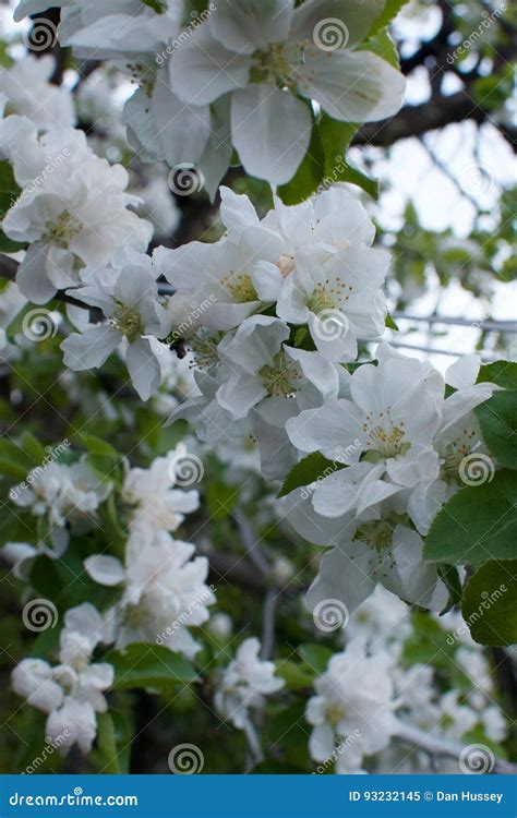 White Crabapple Tree Blossoms Closeup Stock Image Image Of Tree