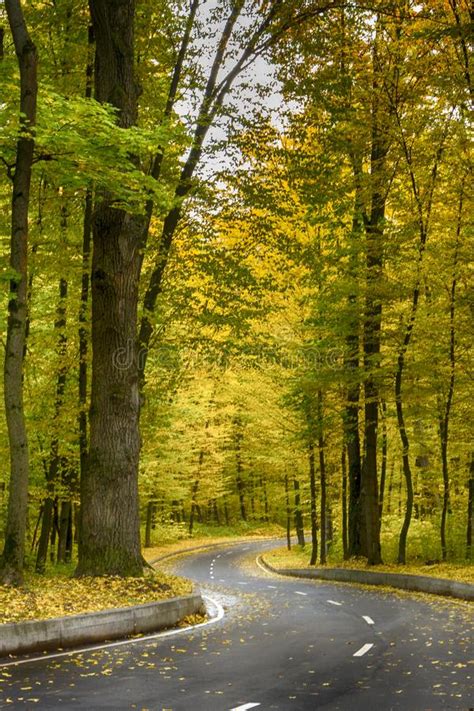 Road In The Autumn Forest Yellow Leaves On The Asphalt And Trees Stock