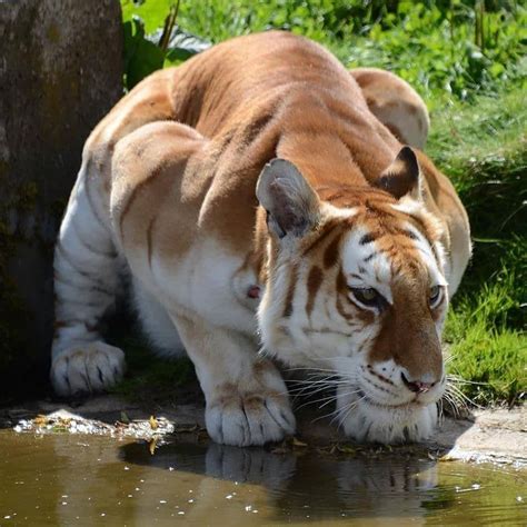 Iflscience “an Extremely Rare Golden Tiger Scientists Estimate There