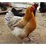 Color Live Chicken  High Quality Animal Stock Photos Creative Market
