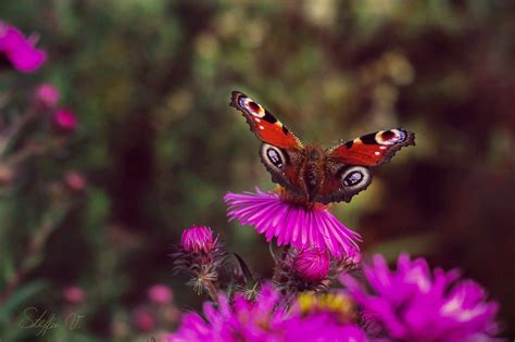 Butterfly Nature Insects Macro Zoom Close Up Wallpaper Wallpapers