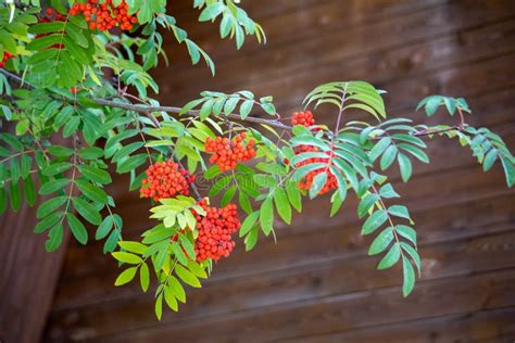 Rowan Branches With Ripe Fruits Close Up Red Rowan Berries On The