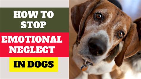 20 Things That Can Affect Your Dogs Emotional Well Being Hurting