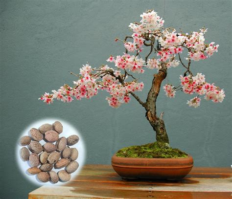 Japanese Flowering Cherry Blossom Sakura Bonsai Seeds Grow Own Bonsai