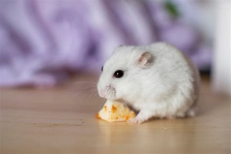 Premium Photo White Hamster With Black Eyes Eating A Piece Of Cheese
