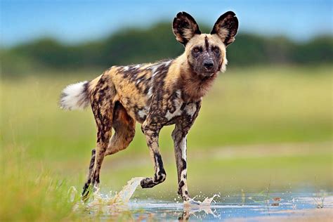 Are Wild Dogs Really Dogs