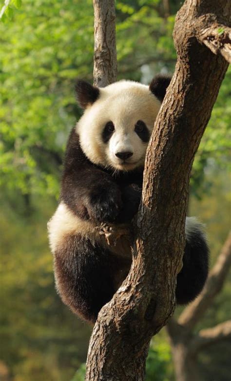 What Are The Different Panda Species With Pictures