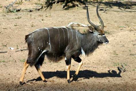 Hippotragus niger has a strong, sturdy construct and a thick neck outlined by a vertical mane atop sturdy legs. Top 10 Most Elegant Antelope Species in Africa