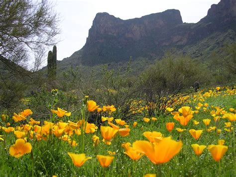 Wildflowers State Parks Arizona Wildflowers Wild Flowers