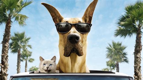 Funny Dog In Sunglasses Fondos De Pantalla Gratis Para Escritorio