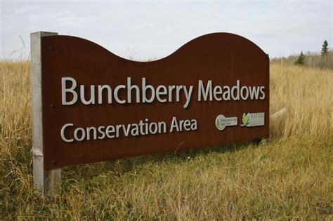 Bunchberry Meadows Conservation Area: Projects - Behrends Group