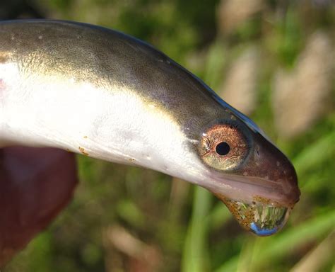 An American Eel Lives In The Navesink River Nature On The Edge Of New