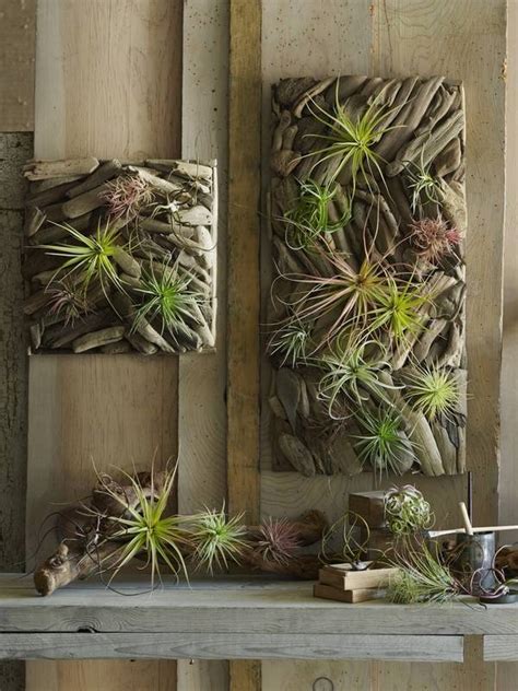 50 Creative Ideas To Display Your Air Plants In A Most